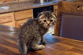 Scottish fold 