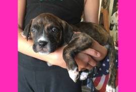 American Bulldog/Bluenose Pit mix 