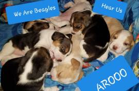 Pure Bred Beagles