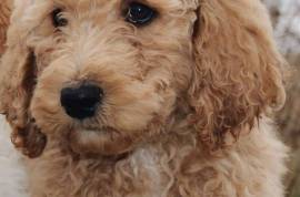 standard poodle puppies