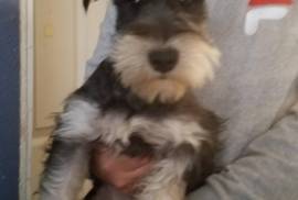 male mini schnauzer