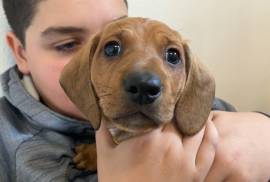 Dachshund mix puppies