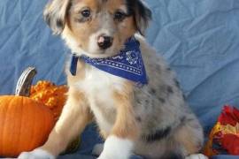 Jay-Australian Shepherd Puppies