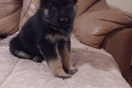 AKC GERMAN SHEPHERD PUPS