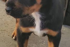 7 week old male rottweiler and pittbull mix puppy 