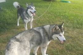 Alaskan Malamute puppies due soon