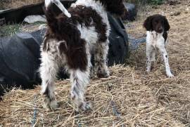 3/4 Brittany pups