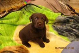 AKC labrador puppys