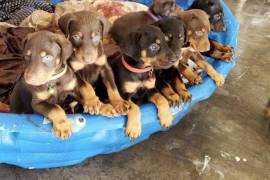 Doberman Puppies 