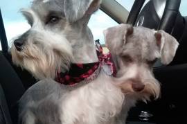 Miniature Schnauzer Puppies 