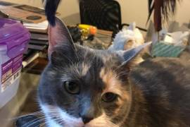 Calico needs new home