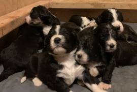 Bernedoodle puppies