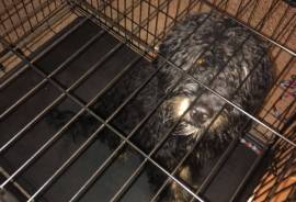 Bernadoodle 4 Sale
