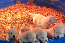 Golden Retriever Puppies 