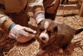 English Shepherd puppies for sale