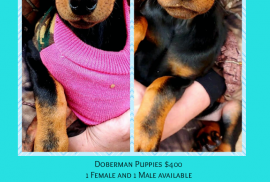 Doberman Puppies 