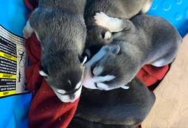 Pure bred Siberian Husky puppies