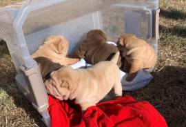 Sharpei pups 