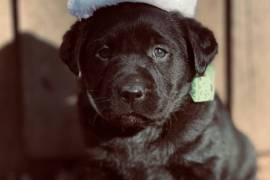 AKC Black Lab Puppies