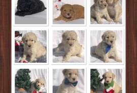 Small & mini labradoodles 