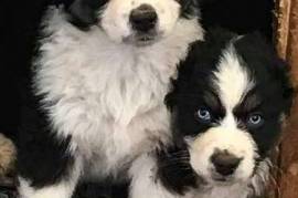 Mini Aussies 