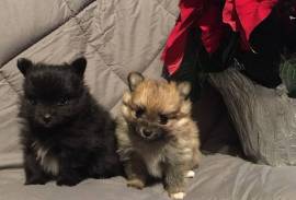 For Sale AKC Pomeranian Puppies - Canton, OH