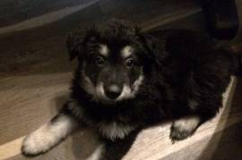 Long Haired German Shepherd