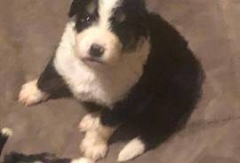 Bernedoodle puppies