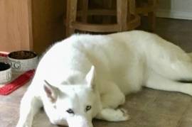 Free Husky to good home