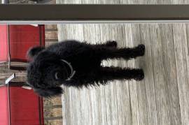 Black Labrador mix poodle
