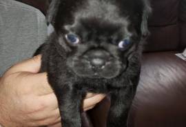 Pug puppy for sale