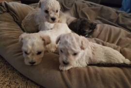 Schnoodle puppies