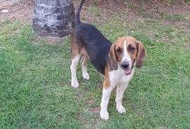 Tricolour Beagle