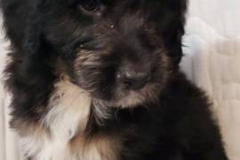 Goldendoodles- ready for homes now