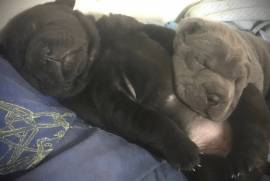 Purebred Shar Pei pups