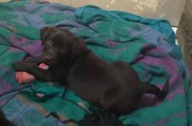 Full bred chocolate lab puppies  