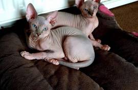 Sphynx cats for sale 