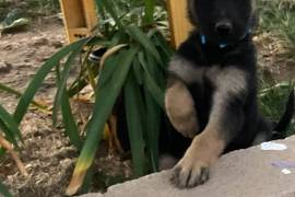 German Shepherd Puppies 