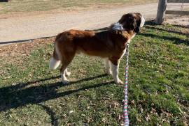 Saint Bernard 3 year old Male for sale