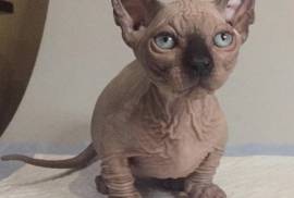 Dwelf Kitten (Sphynx/elf/bambino)