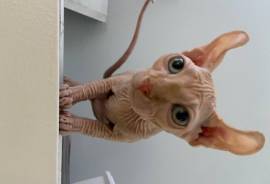 Elf Sphynx kitten