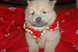 ADORABLE BLUE CINNAMON MALE CHOW CHOW PUP