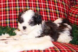 Shih Tzu Maltese