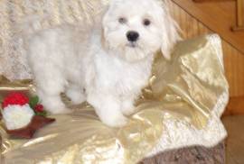 Maltese Mix