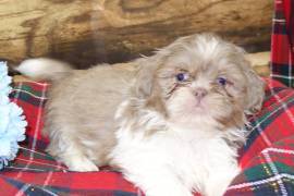 Lavender Shih Tzu Puppies