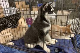 AKC Siberian Husky pupies